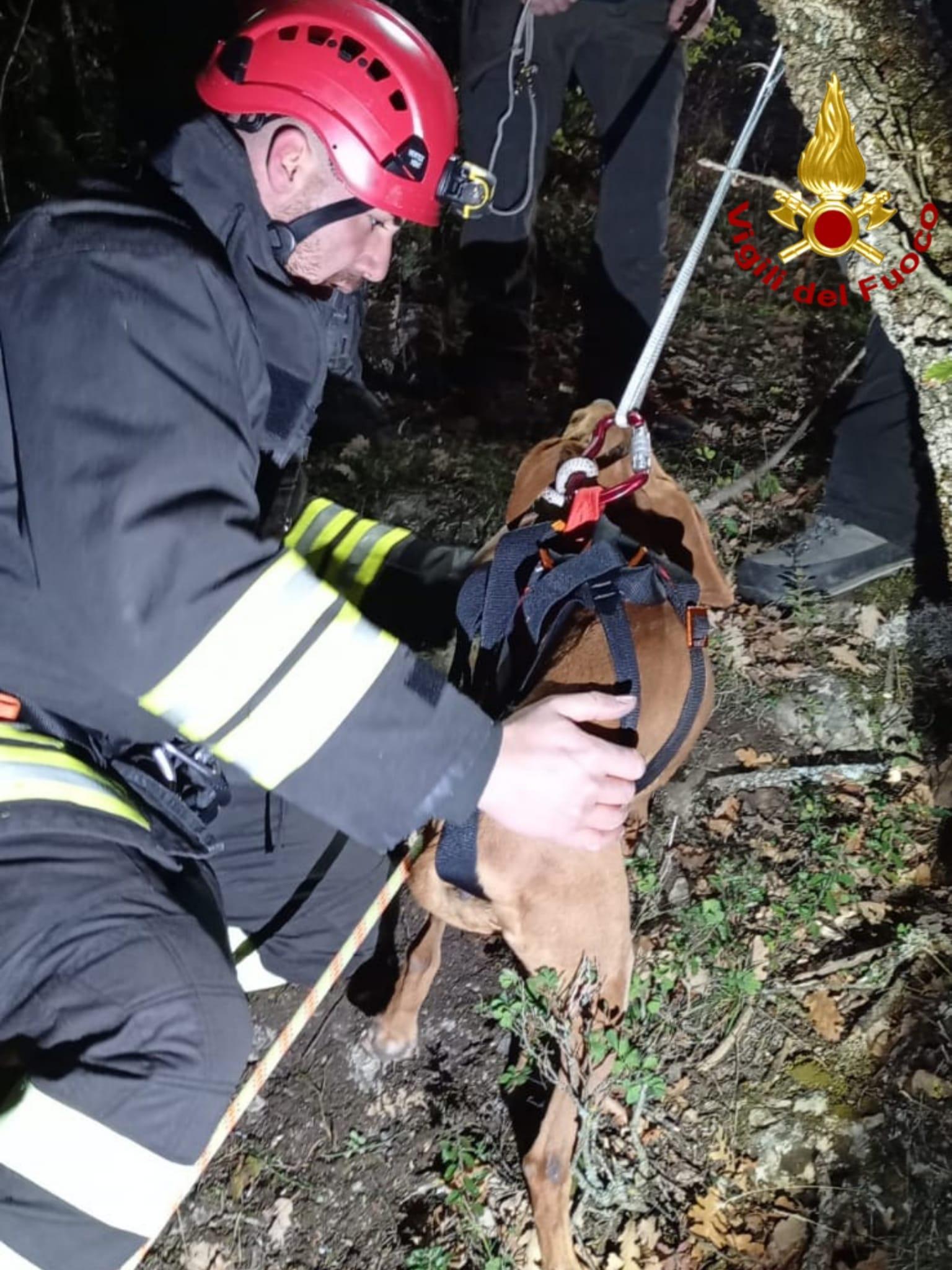 Due cani da caccia cadono nel dirupo: salvati dai pompieri 