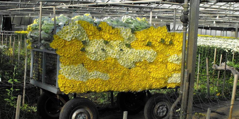 Sovvenzioni dirette alle imprese che producono fiori