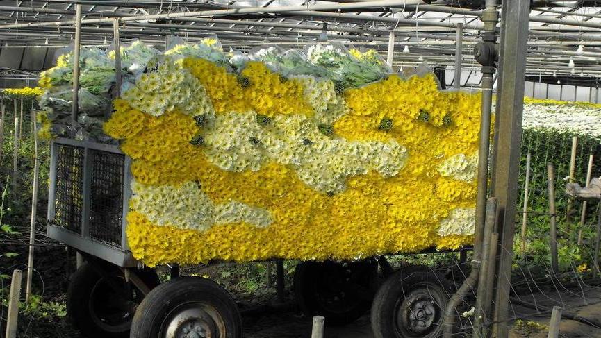 Sovvenzioni dirette alle imprese che producono fiori