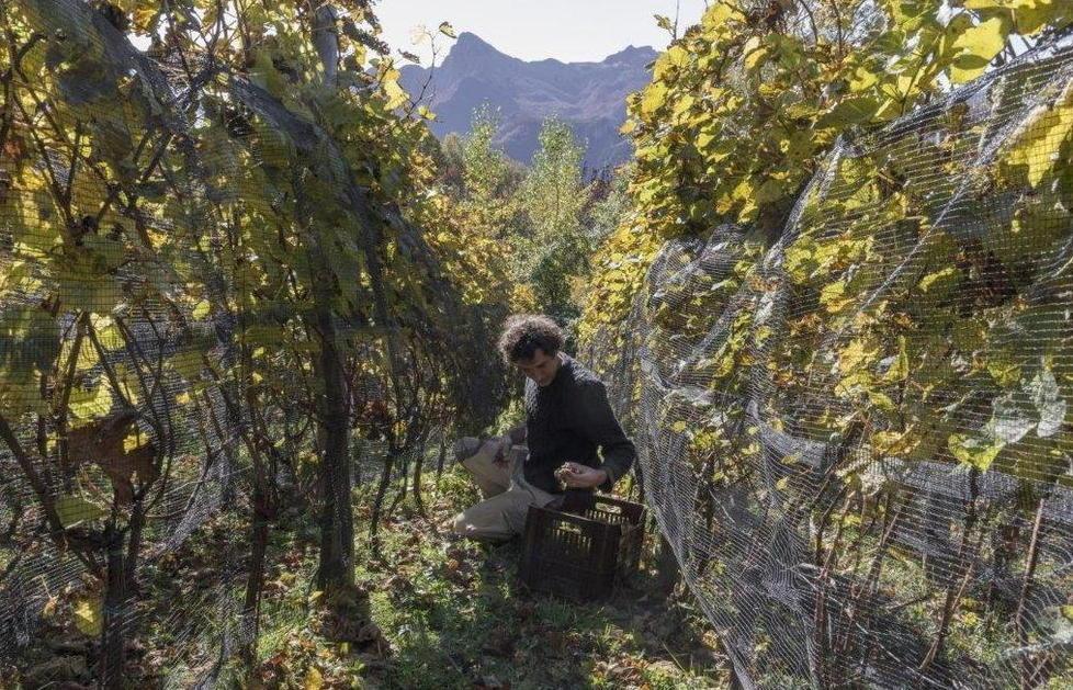 Il vigneto toscano più alto danneggiato dai cinghiali 