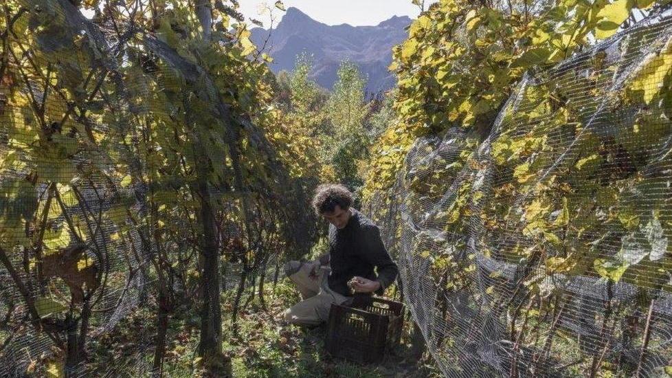 Il vigneto toscano più alto danneggiato dai cinghiali