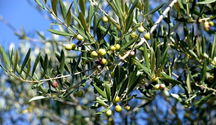 Il Comune dà in adozione 105 piante di olivo che hanno bisogno di cura
