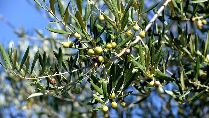Il Comune dà in adozione 105 piante di olivo che hanno bisogno di cura
