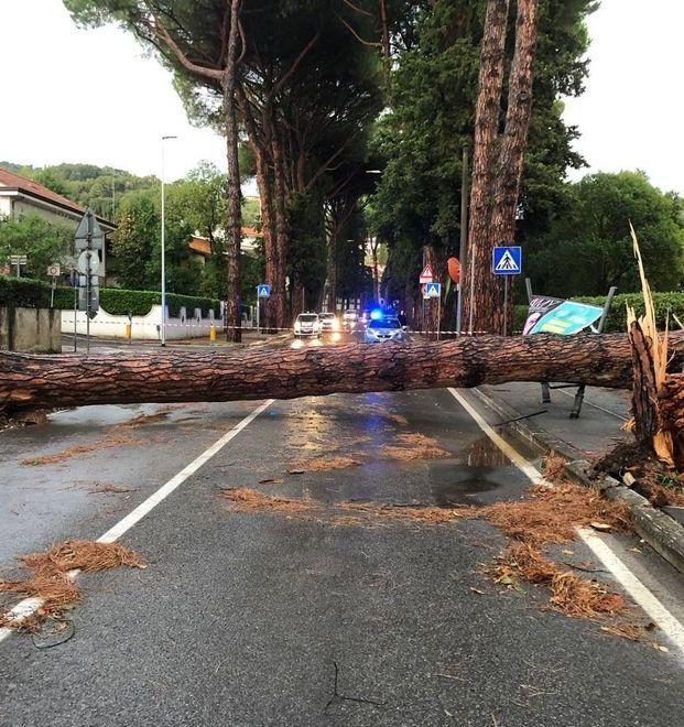 Oggi il taglio di due pini sul viale Bustichini ritenuti pericolosi