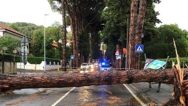 Oggi il taglio di due pini sul viale Bustichini ritenuti pericolosi