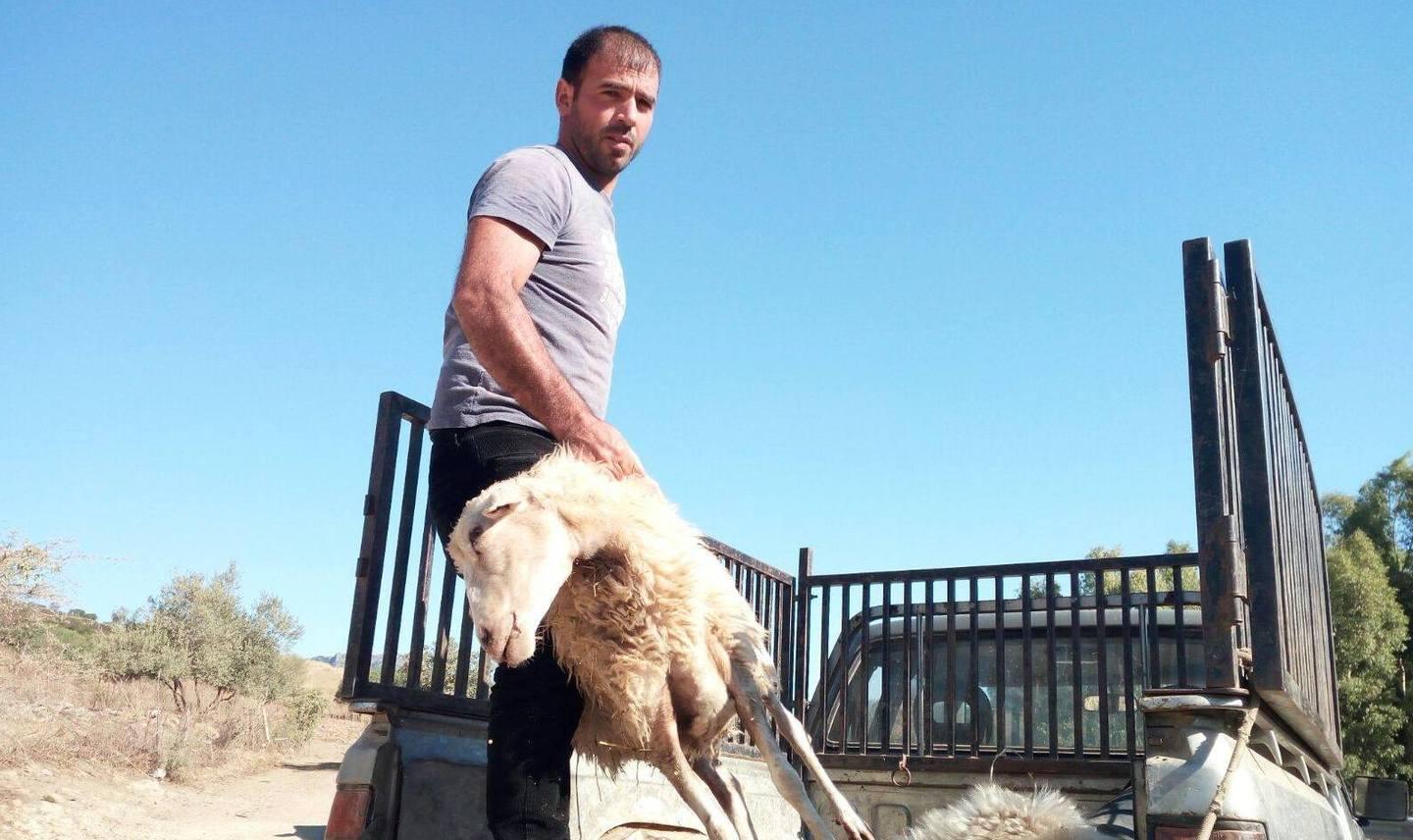 Lingua blu quattro nuovi focali nelle campagne di Borore