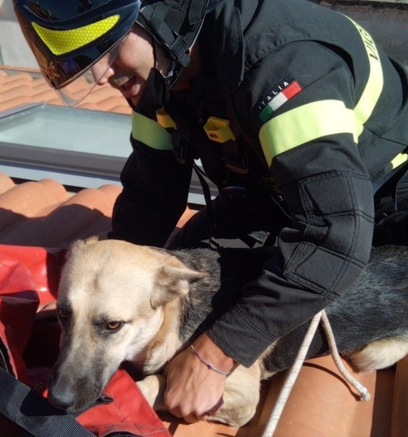 Dal terrazzo di casa sale sul tetto cane salvato dai Vigili del fuoco 