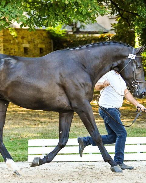 A Pozzomaggiore riapre la Fiera del cavallo anglo arabo