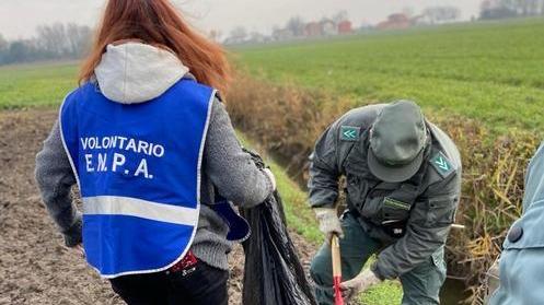 Esche avvelenate, ancora decine di casi nel Ferrarese. Varato il giro di vite: «Indagini rapide»