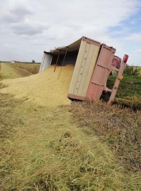 Nutrie sempre più voraci «Le gabbie non bastano» 