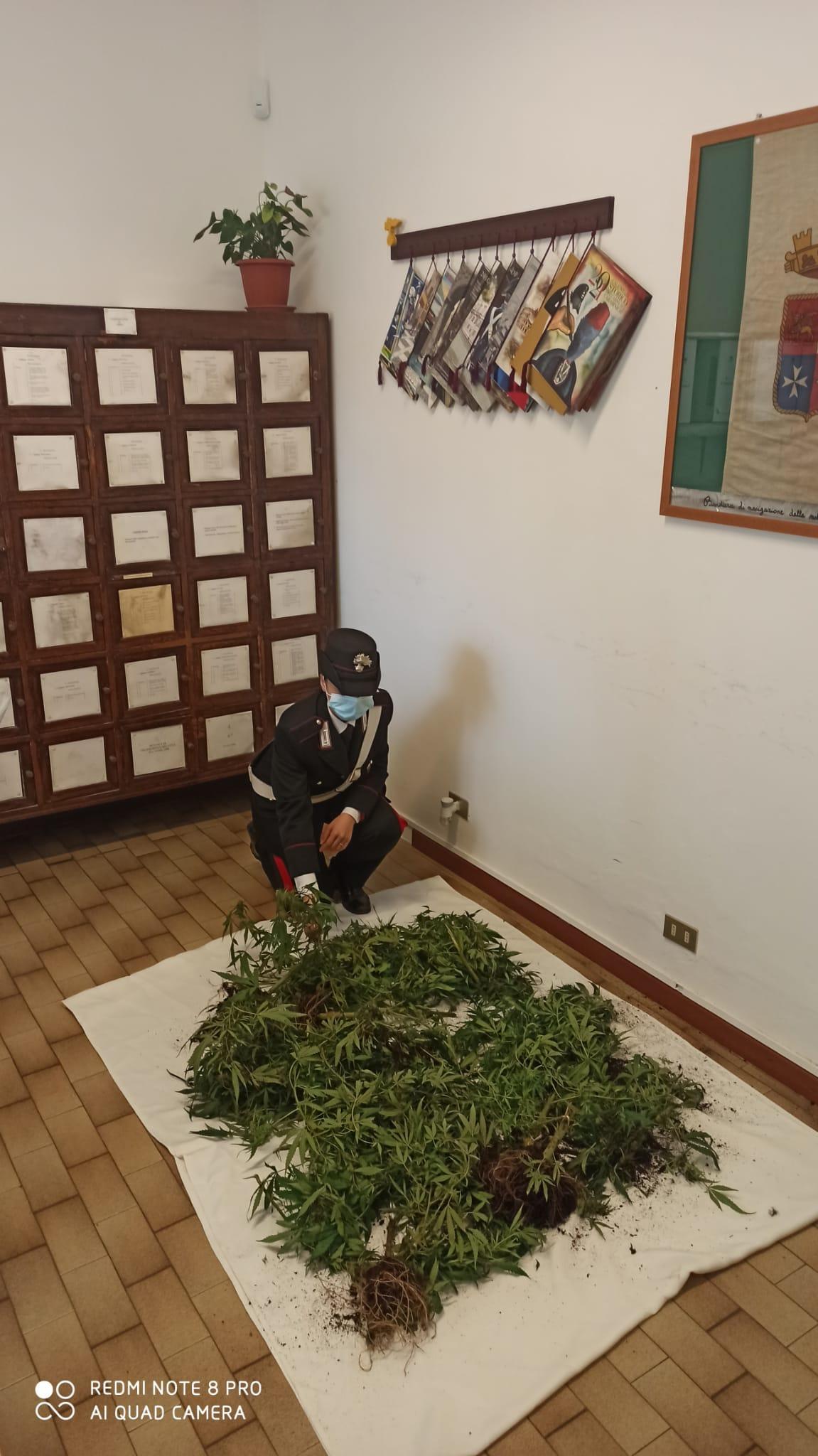 Coltiva marijuana sul balcone, denunciato 20enne