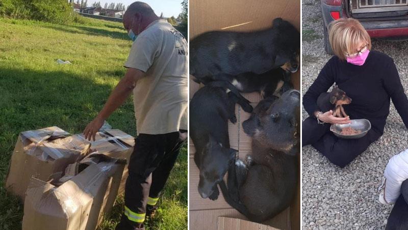 Salvati 12 cuccioli di cane chiusi negli scatoloni e abbandonati in un campo