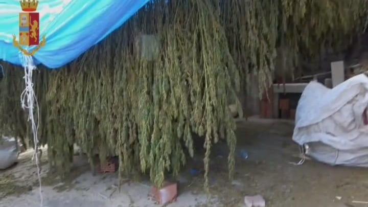 Tremila piante di cannabis e 450 chili di marijuana sequestrati a Zerfaliu: arrestati due uomini di Bono