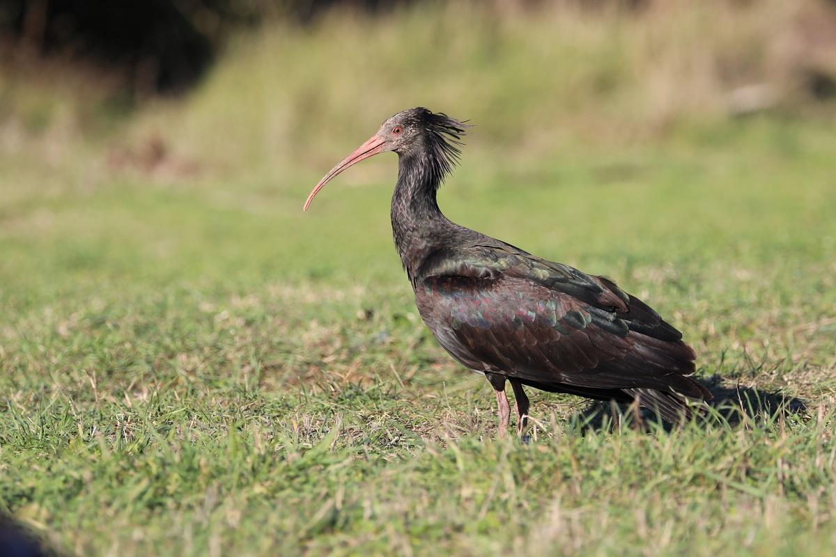 Dieks, la femmina di ibis eremita uccisa da un bracconiere mentre volava verso Orbetello