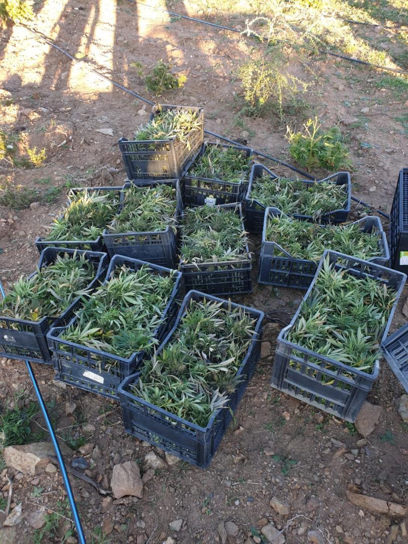 Nuoro, in un'abitazione del centro trovati 420 chili di marijuana 