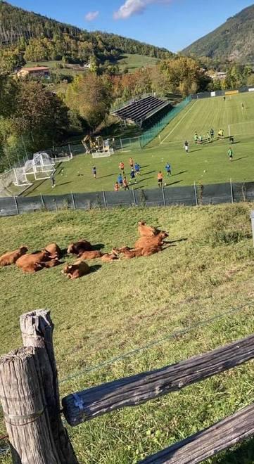 Ecco il pascolo pre-partita 