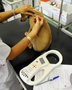 Microchip gratuiti per i cani, accordo Assl-cacciatori
