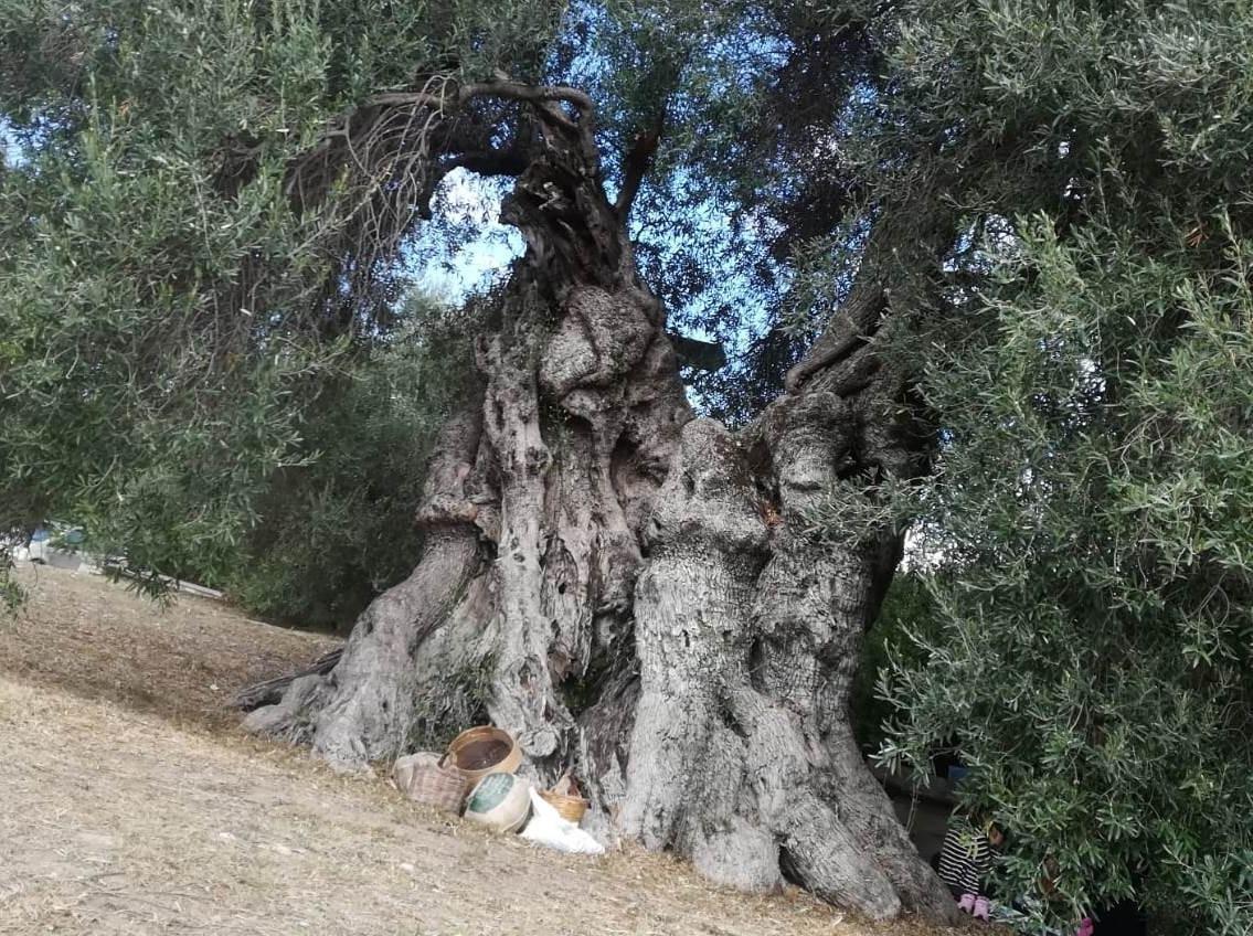 A Sini domenica 24 ottobre si passeggia tra gli ulivi 