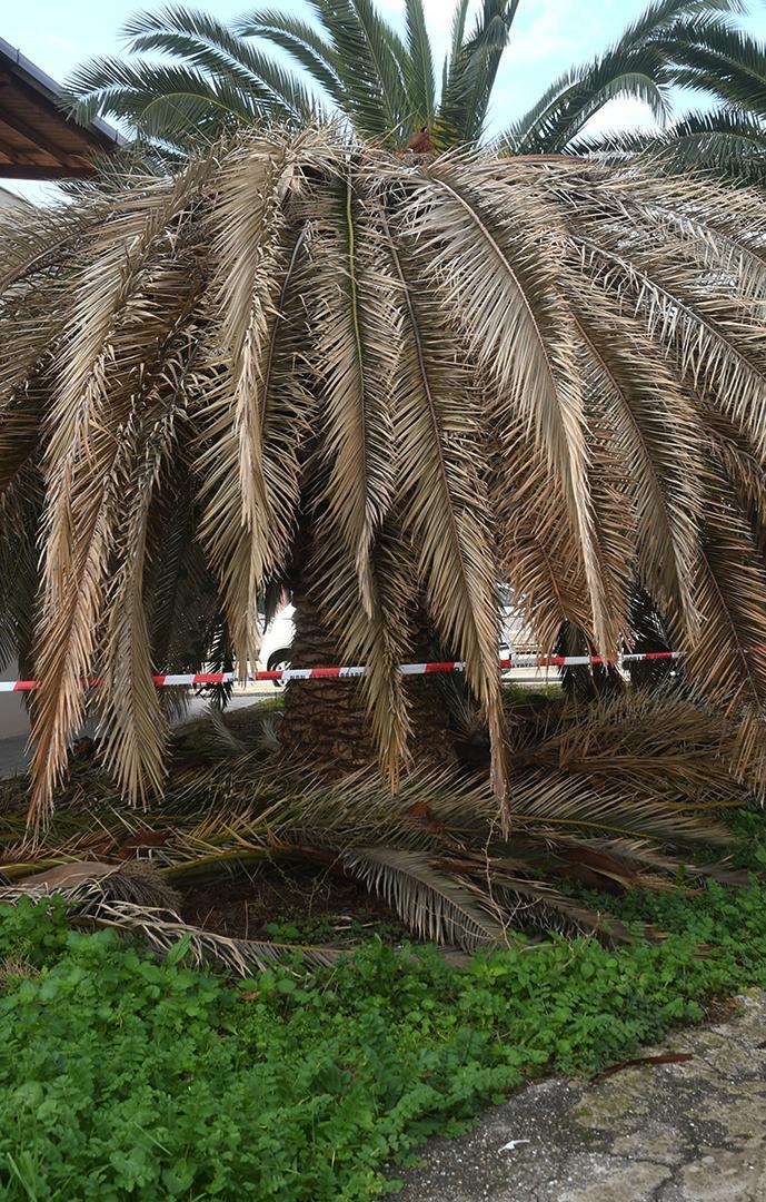 Interventi oggi e domani sulle palme 
