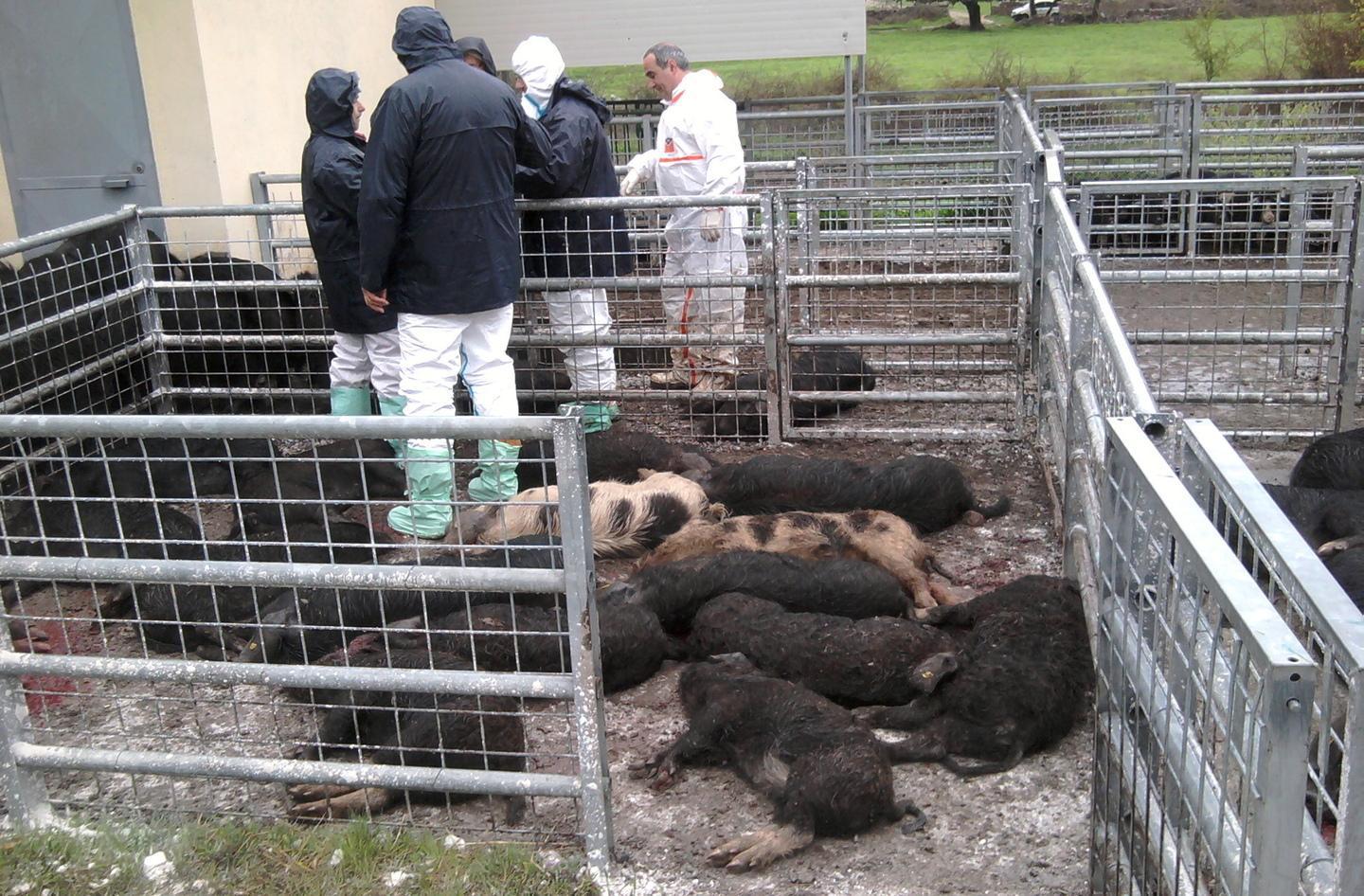 Peste suina al capolinea ora gli ultimi abbattimenti 