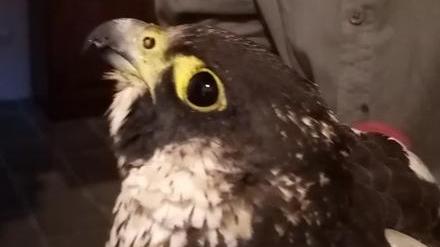 L'esemplare di falco pellegrino recuperato e poi morto, nonostante le cure