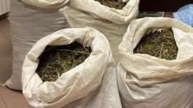 Sequestrata a Zerfaliu una tonnellata di “erba” 