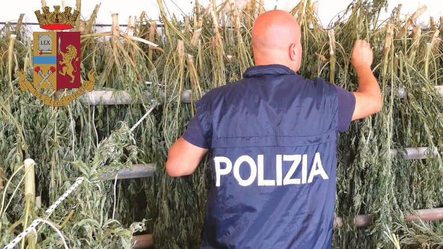 Orosei, scoperta piantagione di marijuana: arrestati tre allevatori
