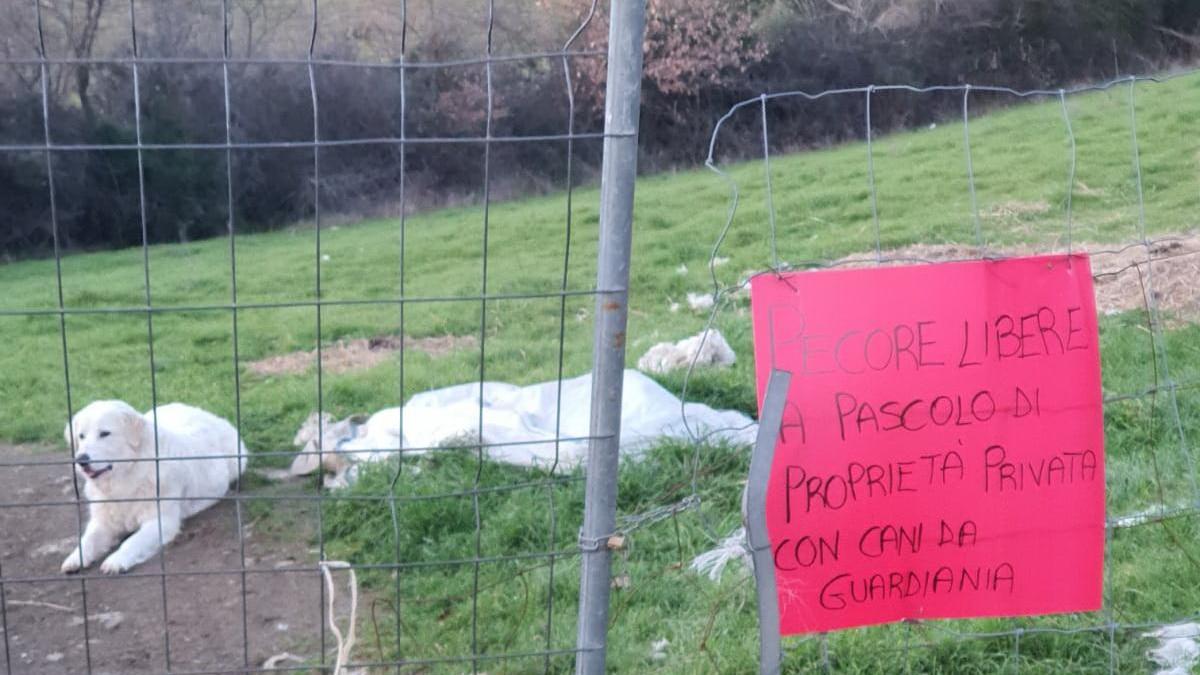 I terreni del Comune di Massa Marittima occupati dalla famiglia Aronne e sgomberati dalle forze dell'ordine: la foto risale al febbraio scorso (Foto AgenziaBF)