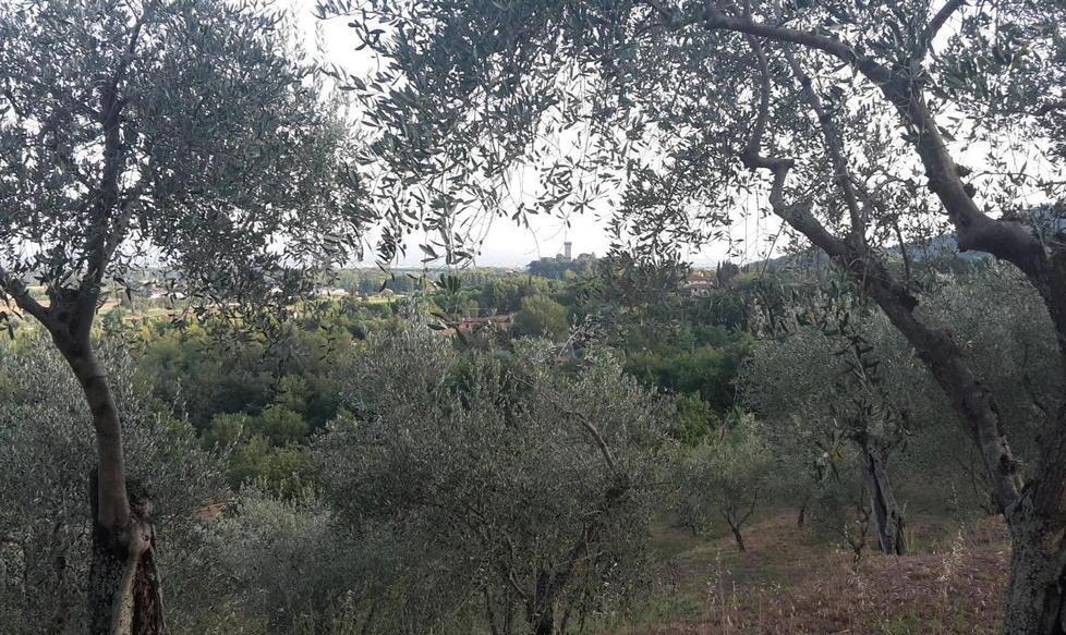 Allarme cecidomia: oliveti in pericolo appello alla Regione