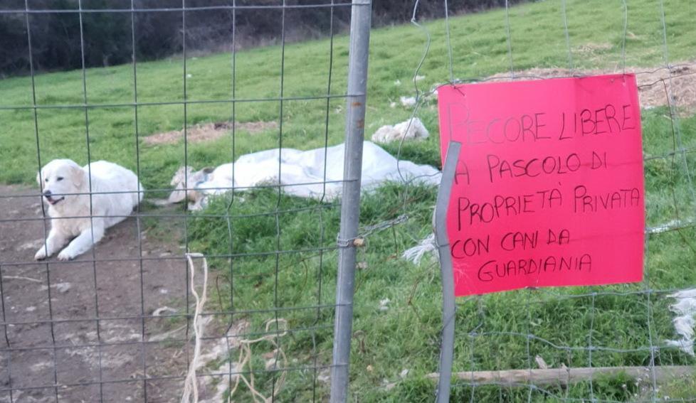 Animali e baracche sulla terra del Comune Un uomo arrestato durante lo sgombero 