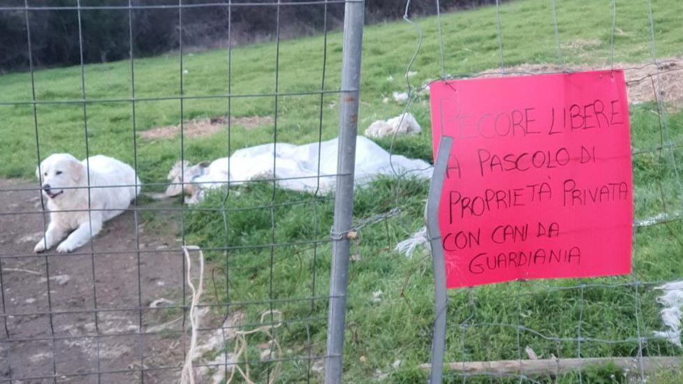 Animali e baracche sulla terra del Comune Un uomo arrestato durante lo sgombero