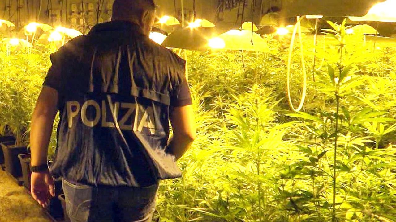 200 chili di cannabis sarda intercettati in Germania