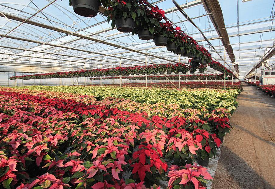La Regione aiuta i floricoltori colpiti dalla crisi economica