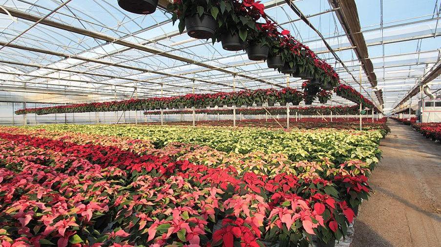 La Regione aiuta i floricoltori colpiti dalla crisi economica