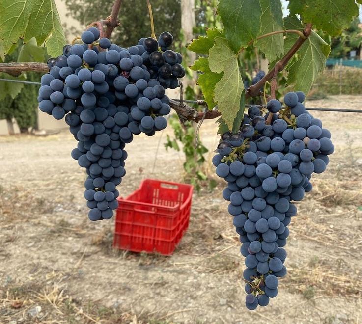 Montecucco, meno uva raccolta «Ma la qualità sarà eccezionale» 