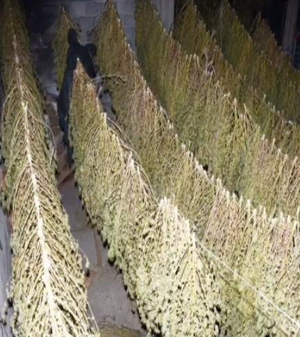 Aveva 80 chili di cannabis, terzo arresto a Zerfaliu 