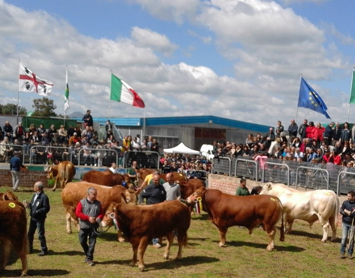 Fiera dei bovini, domani si parte 