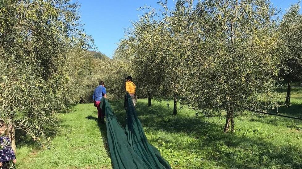 Produzione di olio dimezzata per colpa di maltempo e insetti