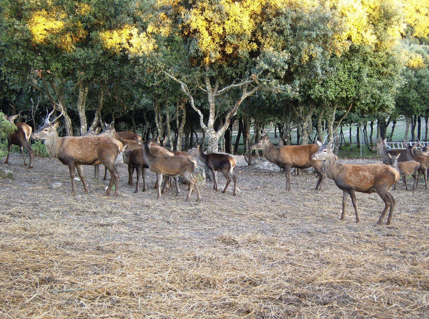 Laconi invasione di cervi nell’abitato 