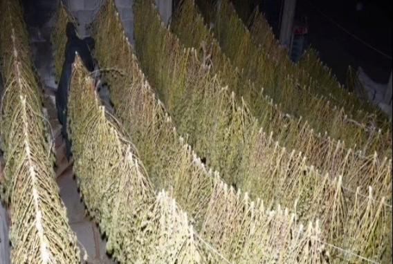 La giudice convalida l’arresto, in carcere coltivatore di Zerfaliu