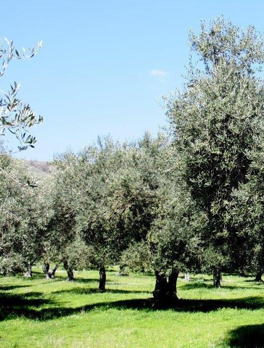 Ritorna la “Camminata tra gli olivi” 