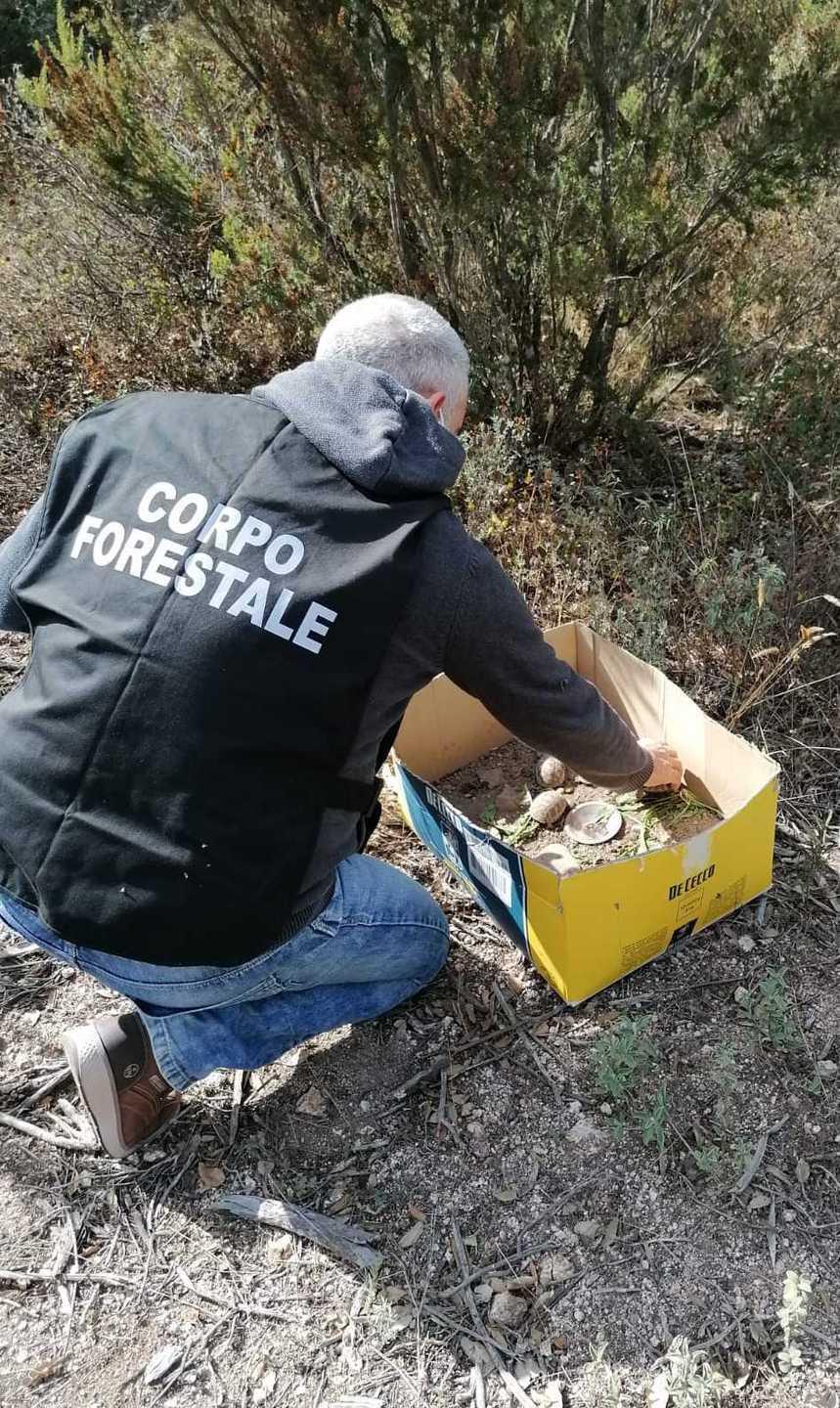 La liberazione delle piccole testuggini