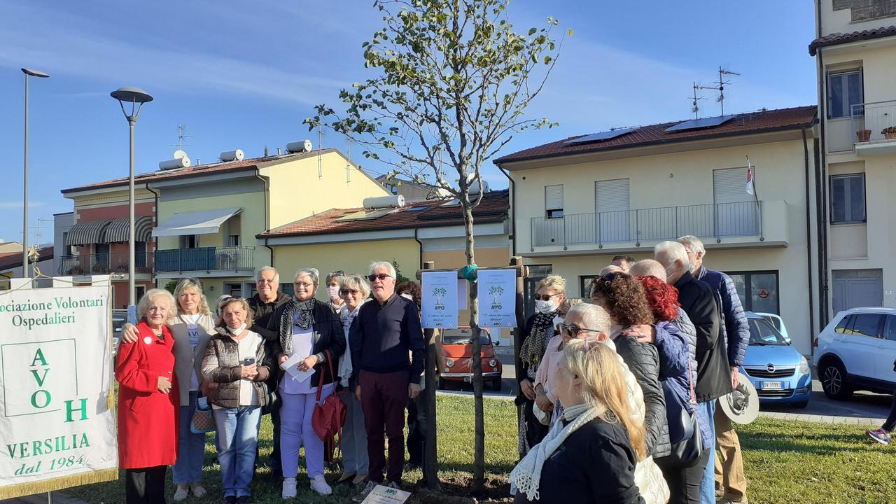 Strage di Viareggio, in via Ponchielli c’è un albero del ricordo in più