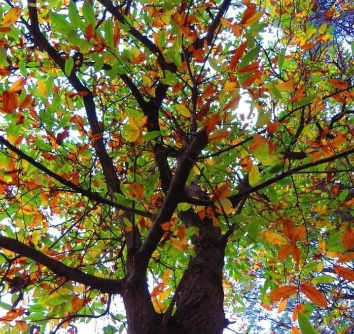 Al De Laugier il convegno su alberi e verde urbano