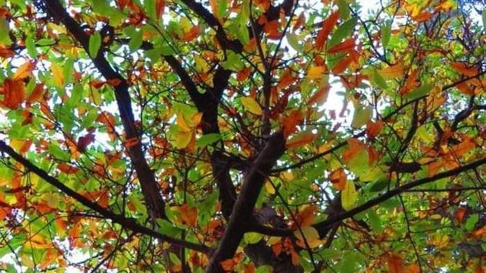Al De Laugier il convegno su alberi e verde urbano