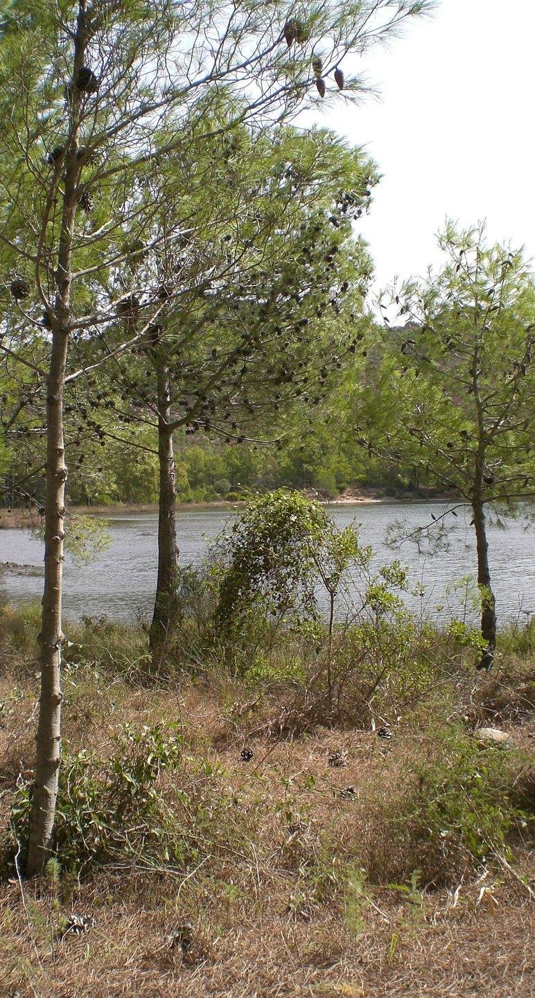 Orosei, convenzione con l’Ente foreste per l’oasi Bidderosa 