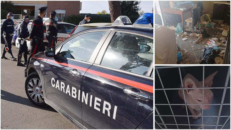 carabinieri e polizia municipale in viale Europa, l’appartamento, come fu trovato durante il blitz di inizio settembre, e uno dei gatti sequestrati dalle autorità