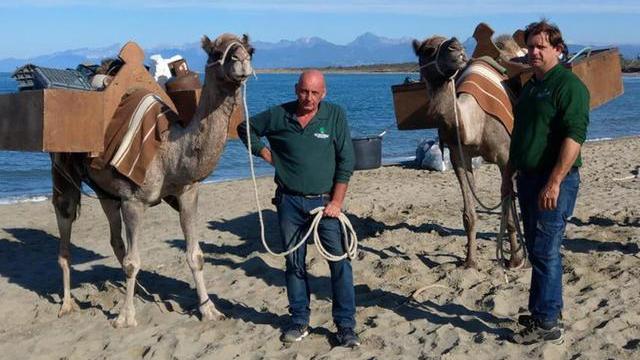 I dromedari utilizzati per trasportare i rifiuti raccolti durante la giornata promossa da Plastic Free