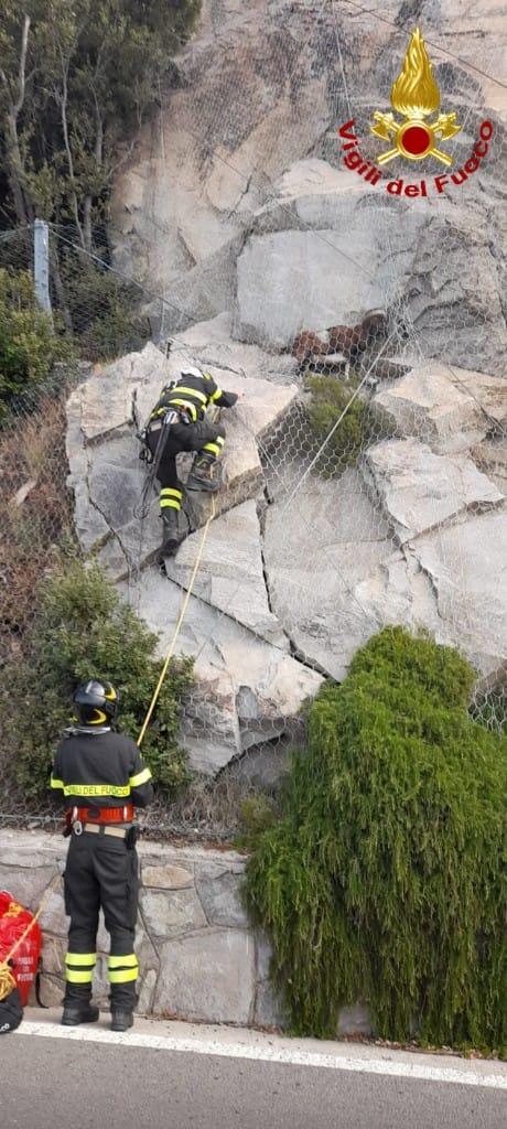 Il salvataggio del muflone (foto vigili del fuoco)