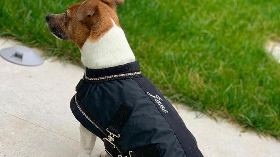 Dal cappotto alle foto Quante proposte per gli amici a 4 zampe